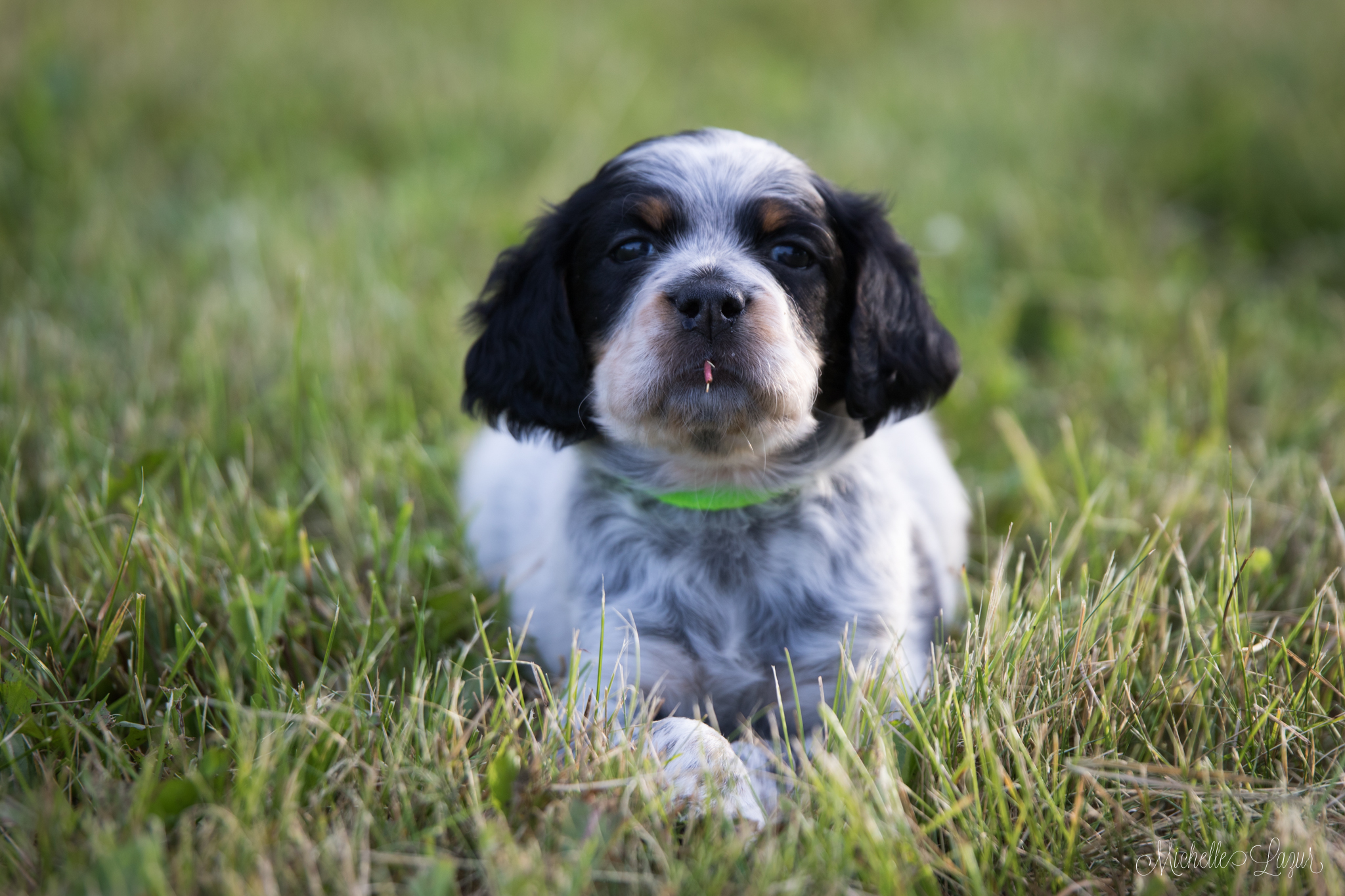 Photo for the Llewellin Setter Puppy Calendar