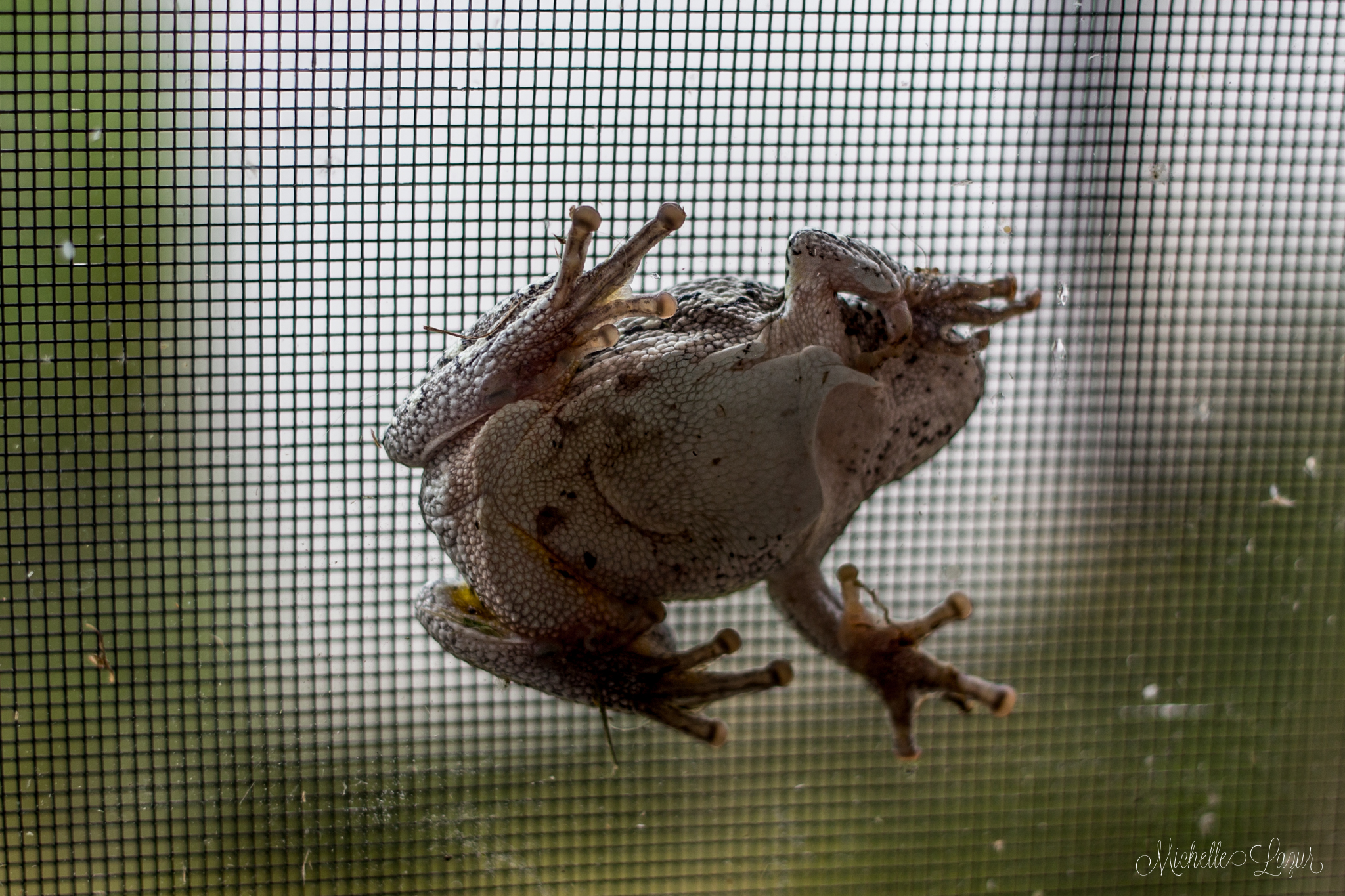 Crazy from wedged between the screen and window of the door. He safely escaped with a little help. 