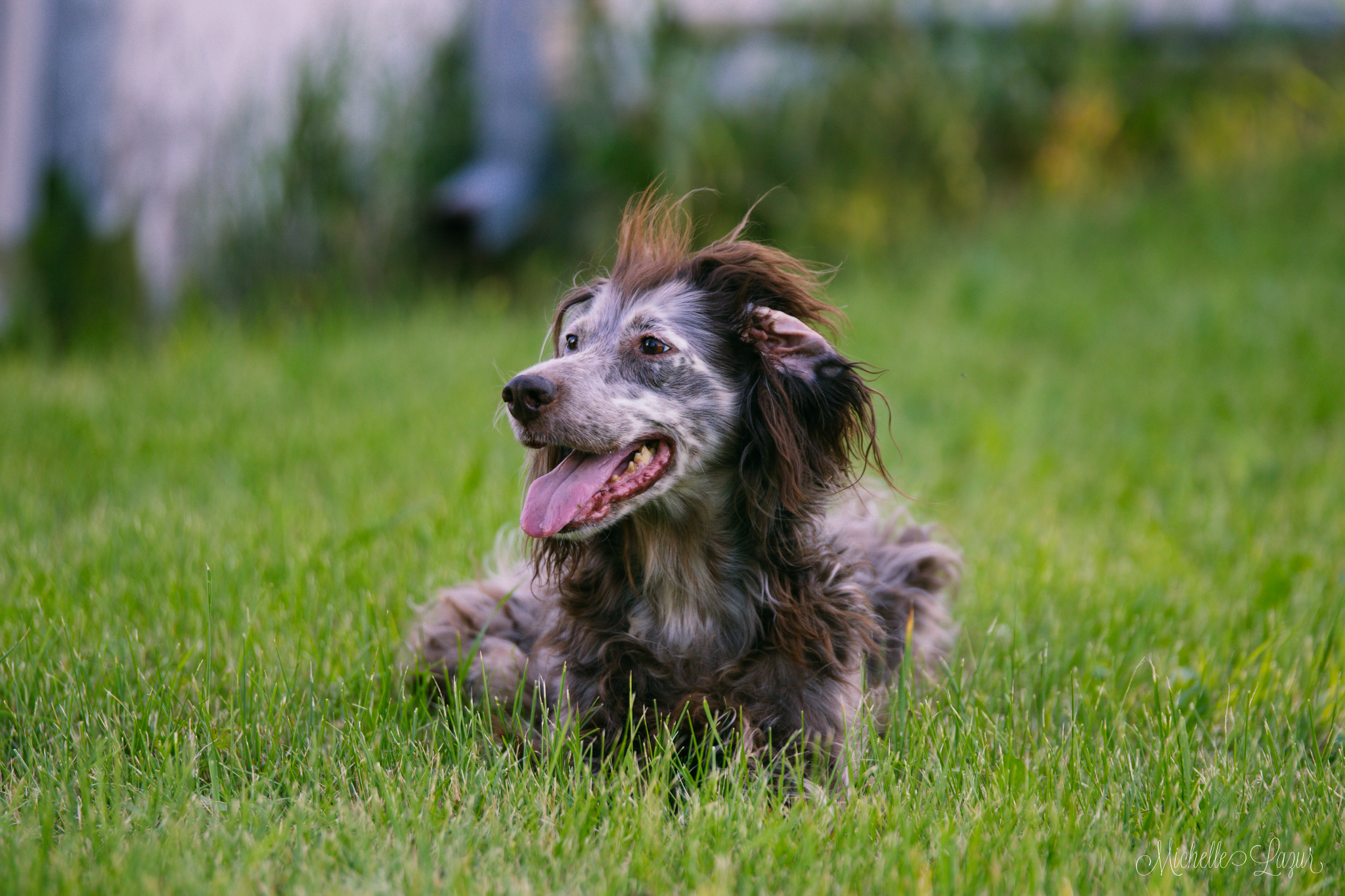 Countess Royal Sienna, a Laurel Mt Llewellin Setter