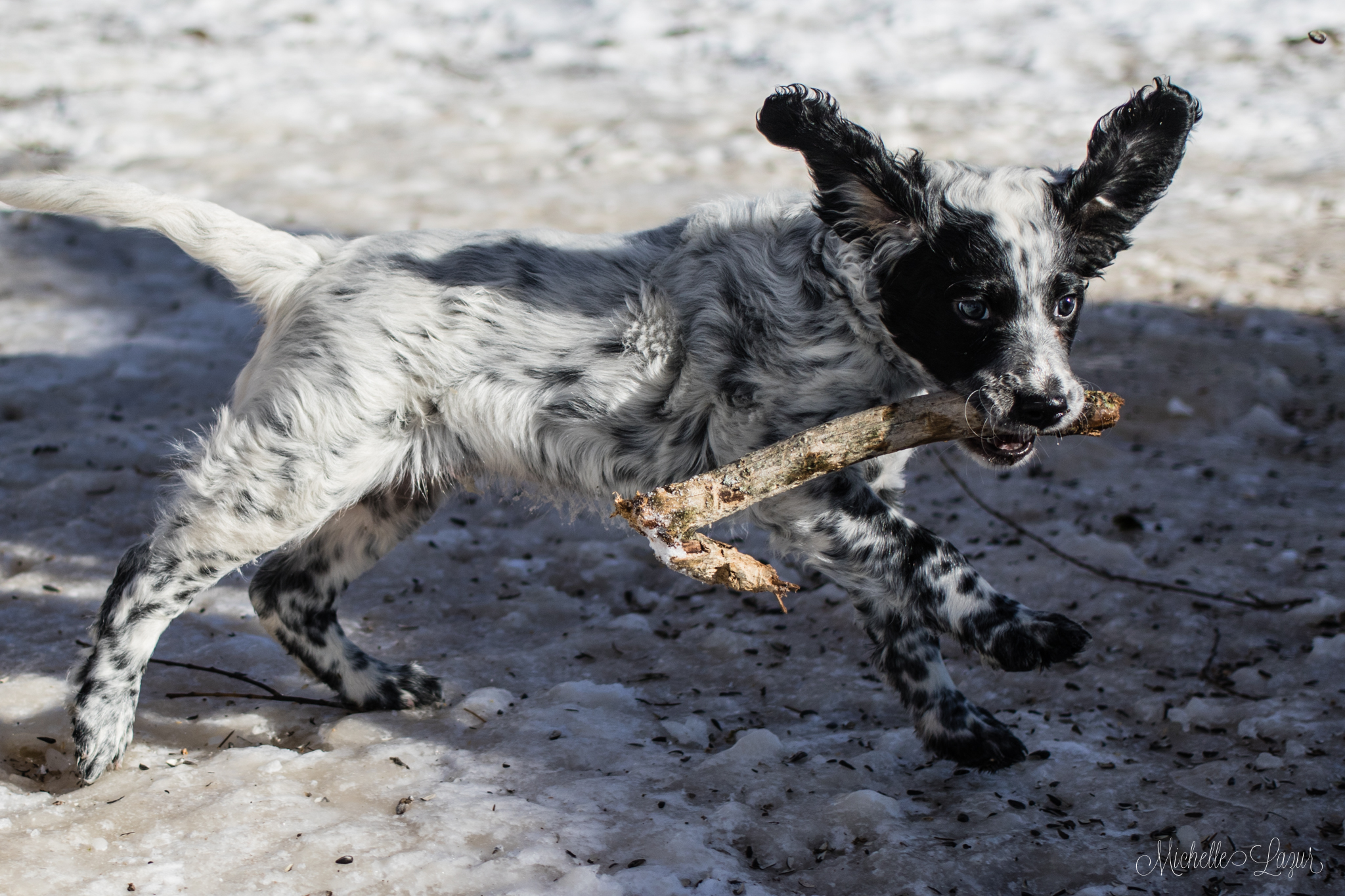 Llewellin Setter, Crockett, a little bird hunting machine in the making!