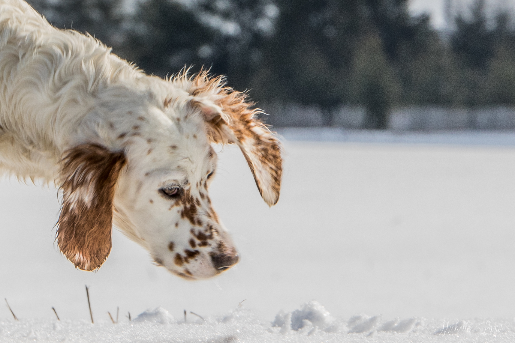 Llewellin Setter, "Penny" at 4 months old