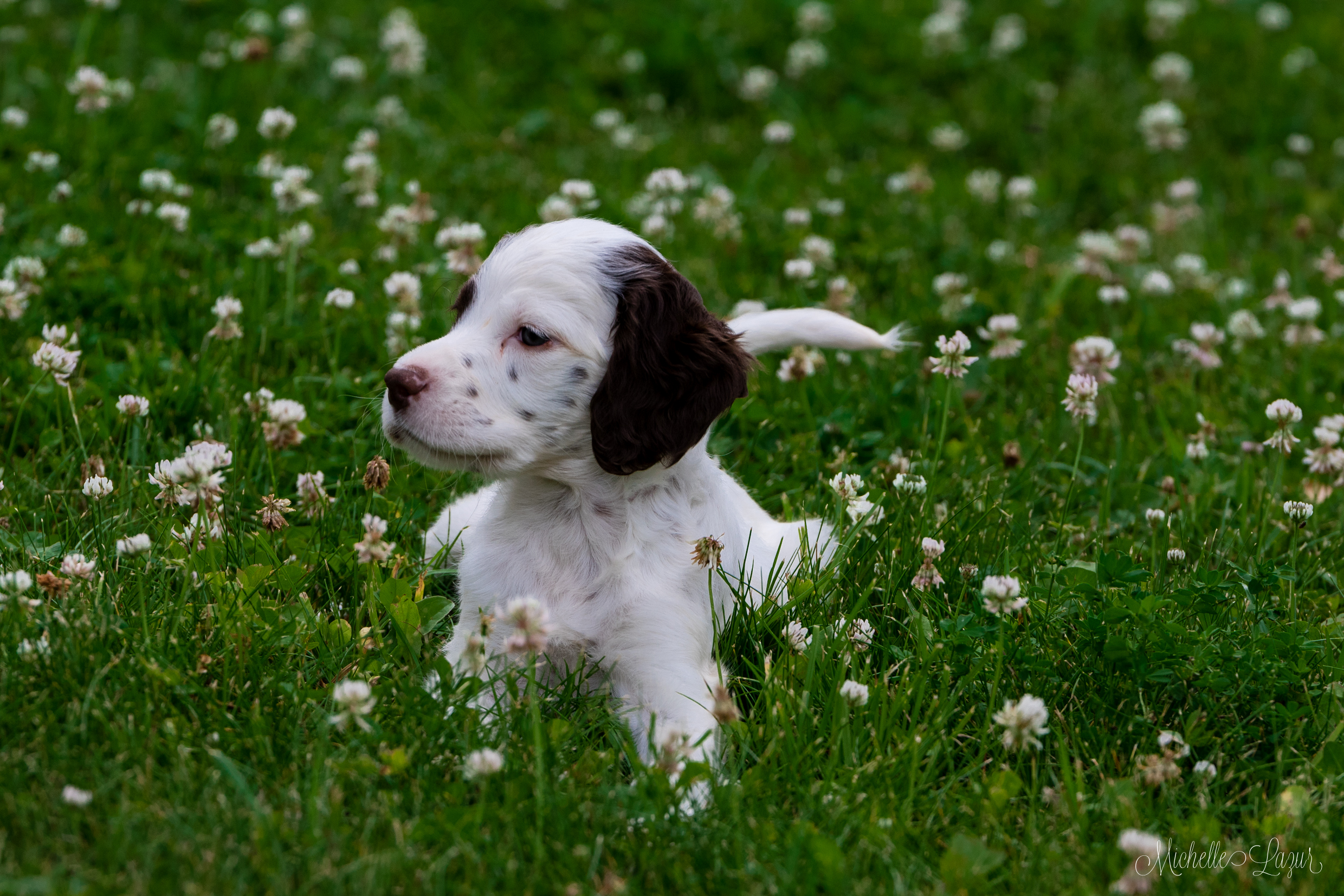 Photo for the Llewellin Setter Puppy Calendar