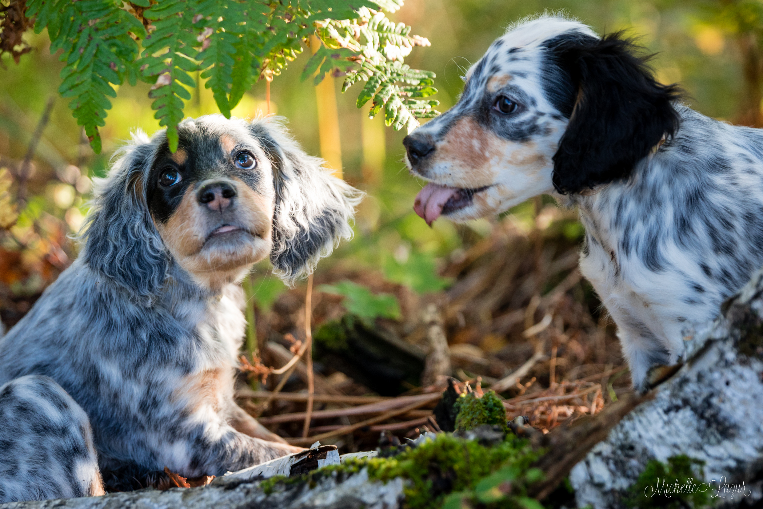 Photo for the Llewellin Setter Puppy Calendar