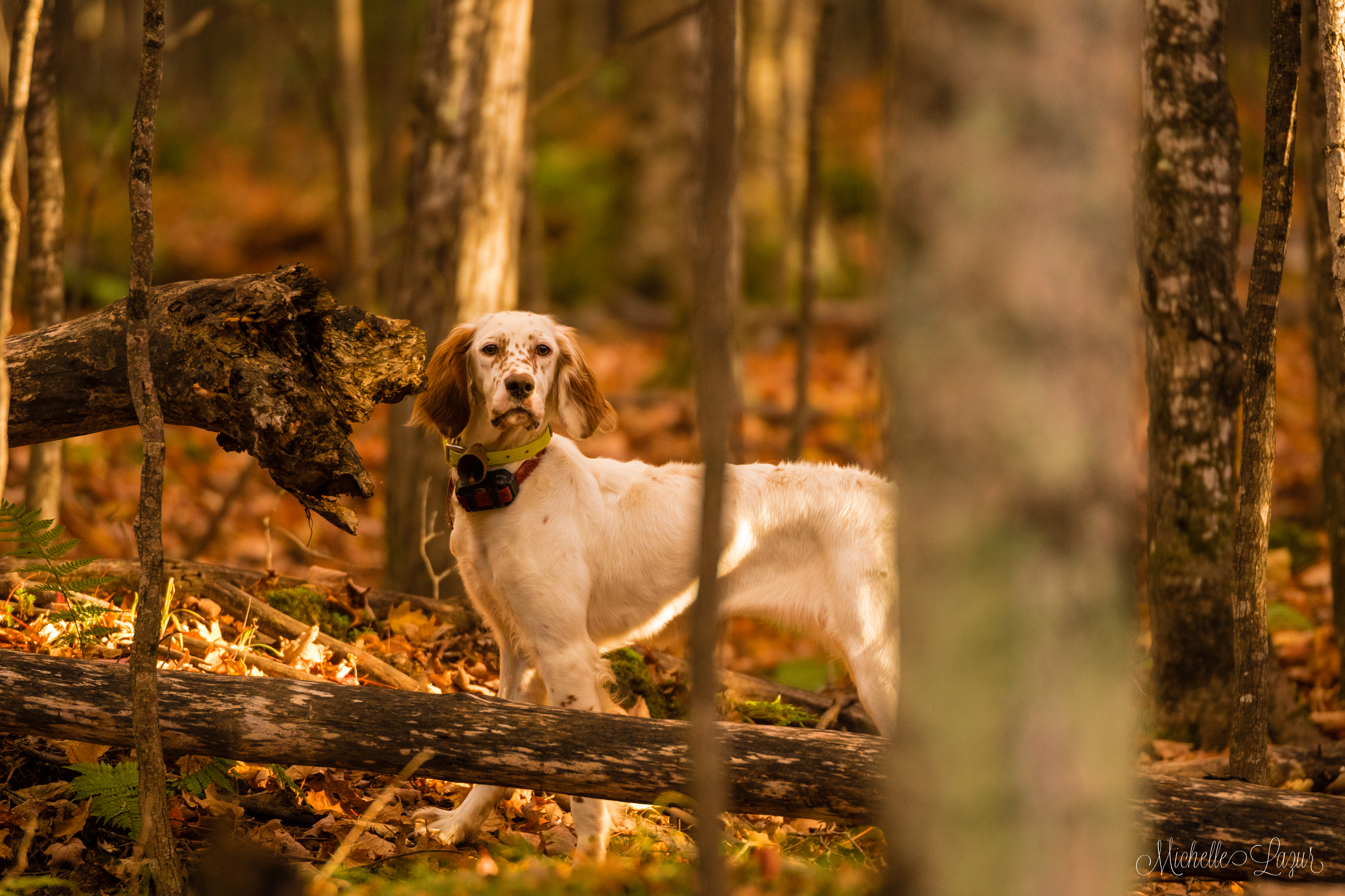 Our Llewellin Setter, Penny, at 11 months old--hunting Ruffed Grouse