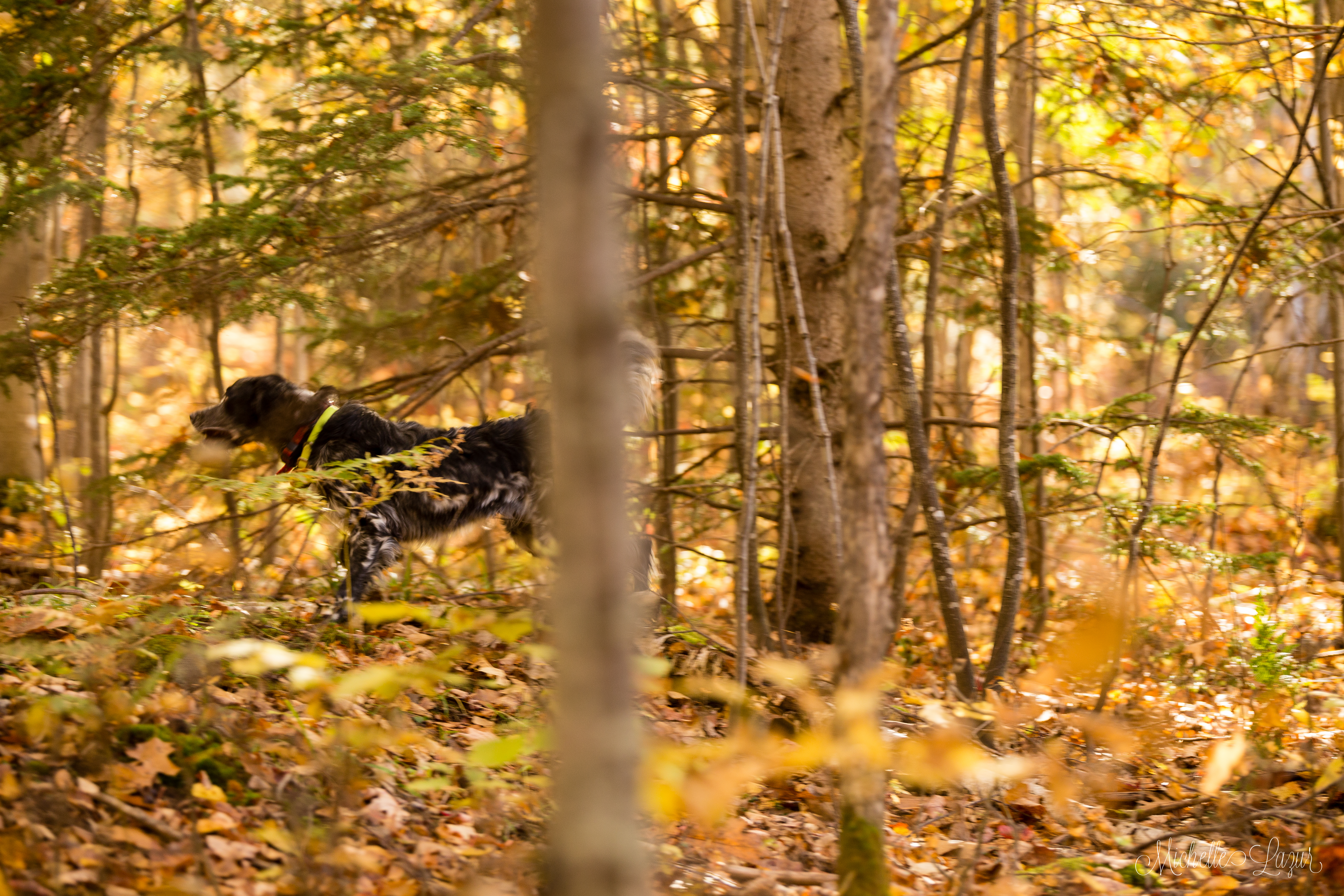 Our llewellin setter crockett-9 months old--hunting ruffed grouse