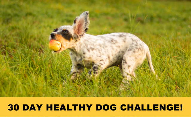 30-day-dog-challenge-2