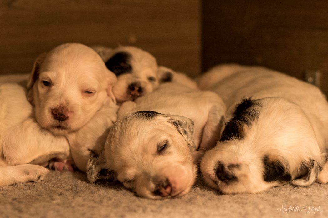 Beautiful litter of llewellin setter puppies