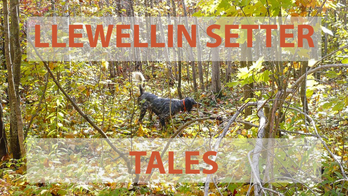 The book, Llewellin Setter Tales