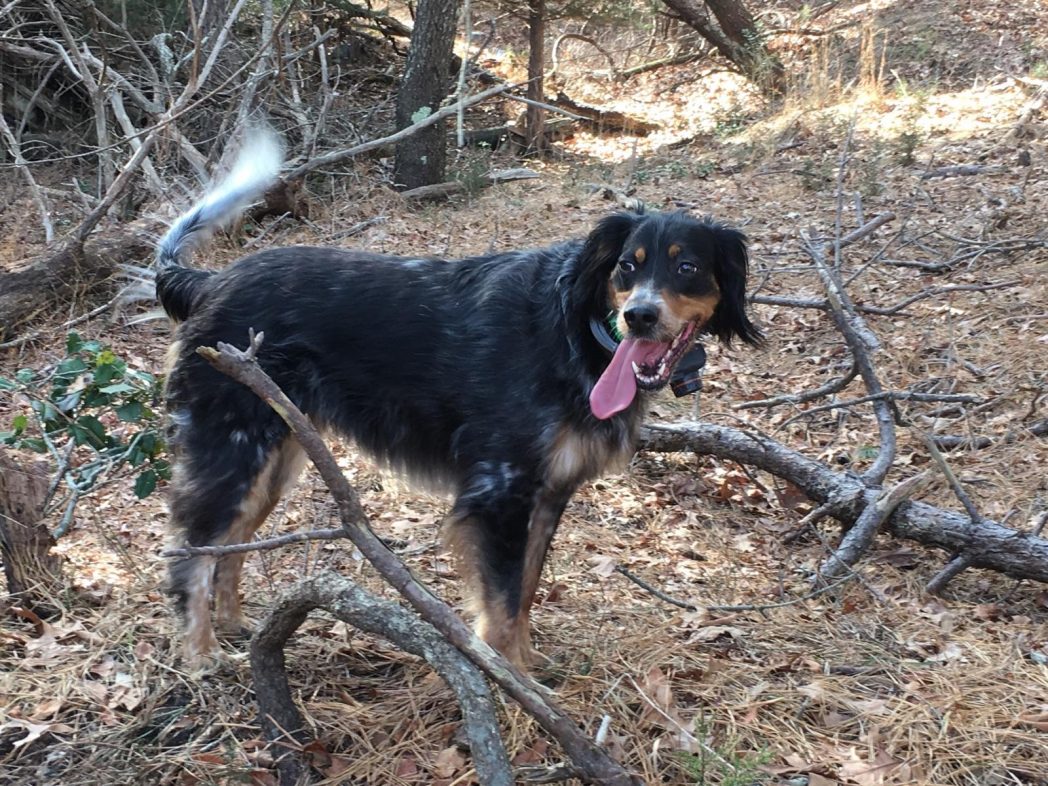 tongue-out-tuesday shot of Jessie, Llewellin Setter