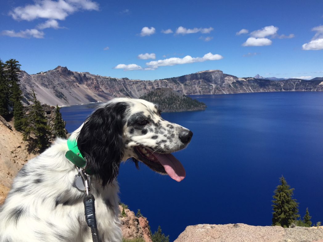 Tongue out Tuesday shot of Llewellin Setter, Gus, taken at Crater Lake National Park, Oregon