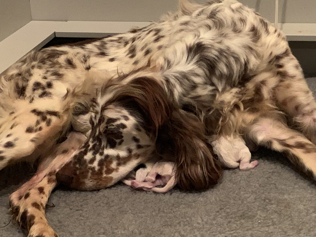 Photo of Hazel, Llewellin Setter, and her puppies.