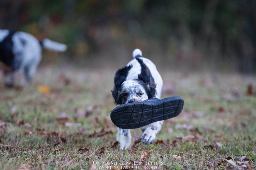 Laurel Mt Llewellin Setter Puppy running with a shoe. this is Willow.