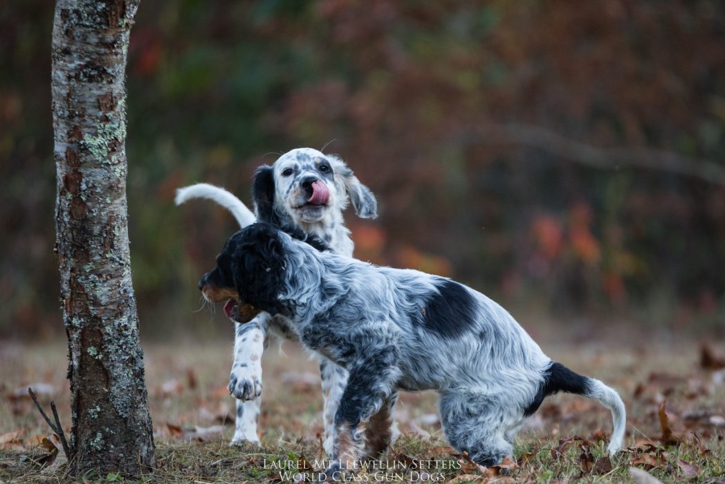 Laurel Mt Llewellin Setter Puppies, Hawthorn and Popple