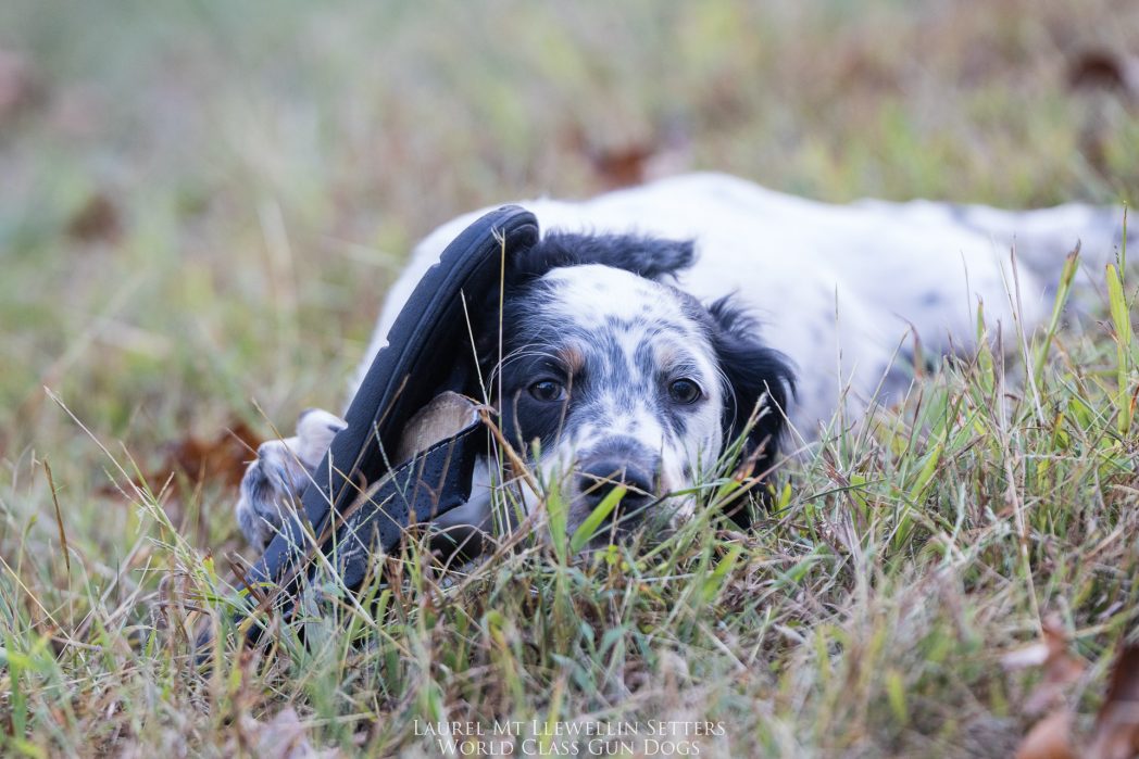 Laurel Mt Llewellin Setter Puppy, Willow