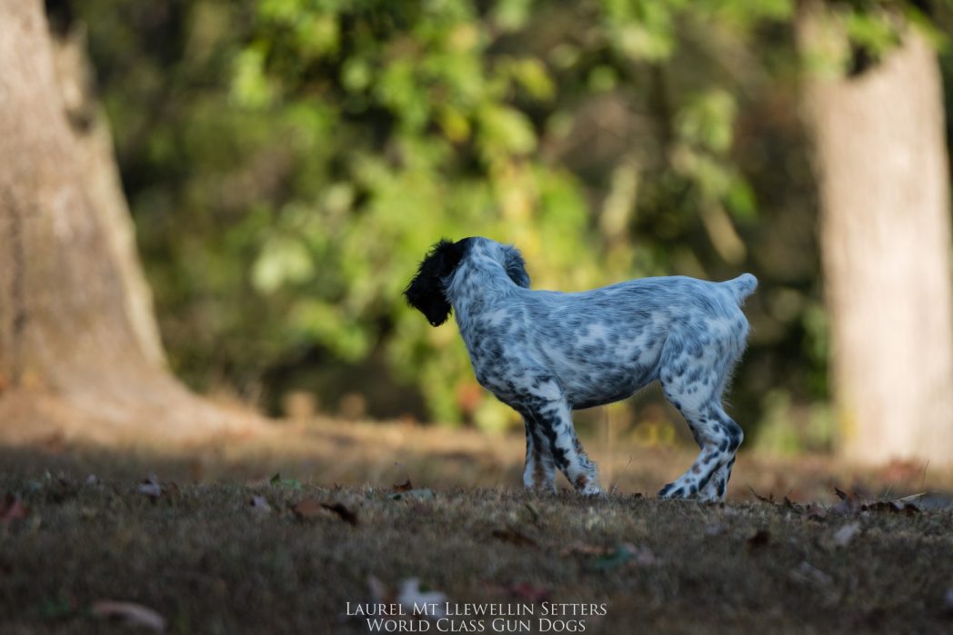 Laurel Mt Llewellin Setter Puppy, Aspen