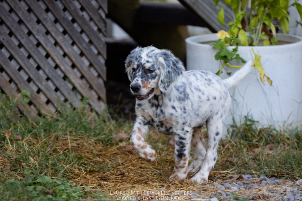 Laurel Mt Llewellin Setter Puppy, Hogan.