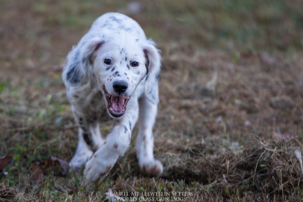 Laurel Mt Llewellin Setter Puppy, Hope