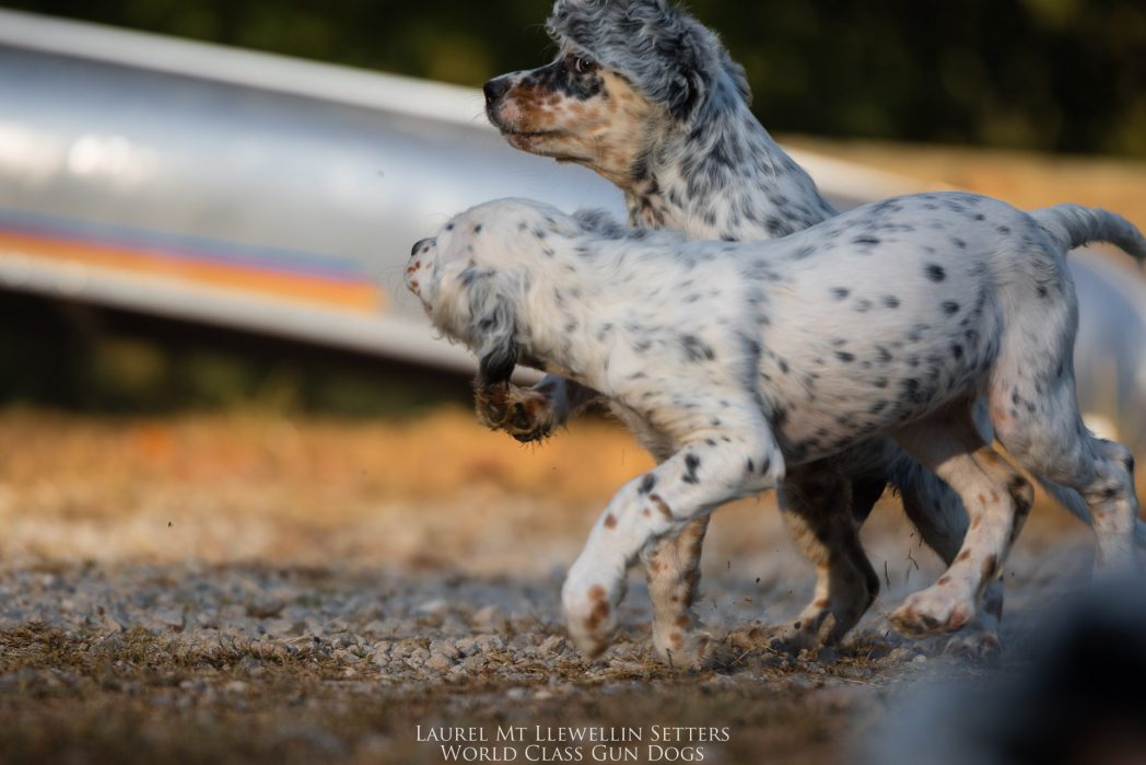 Laurel Mt Llewellin Setter Puppies, Hope & Hogan