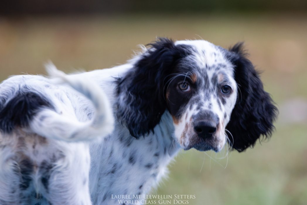 Laurel Mt Llewellin Setter Puppy Willow