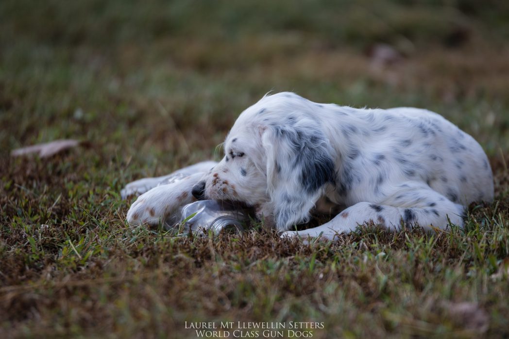 Laurel Mt Llewellin Setter Puppy, Hope