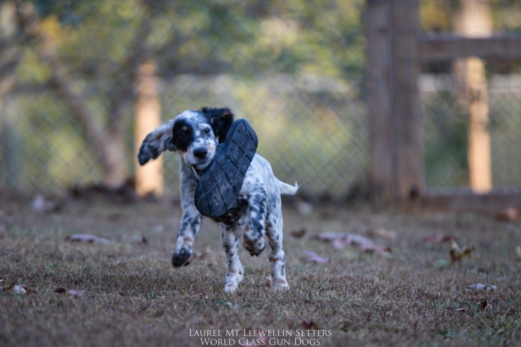 Laurel Mt Llewellin Setter Puppy, Aspen with the shoe