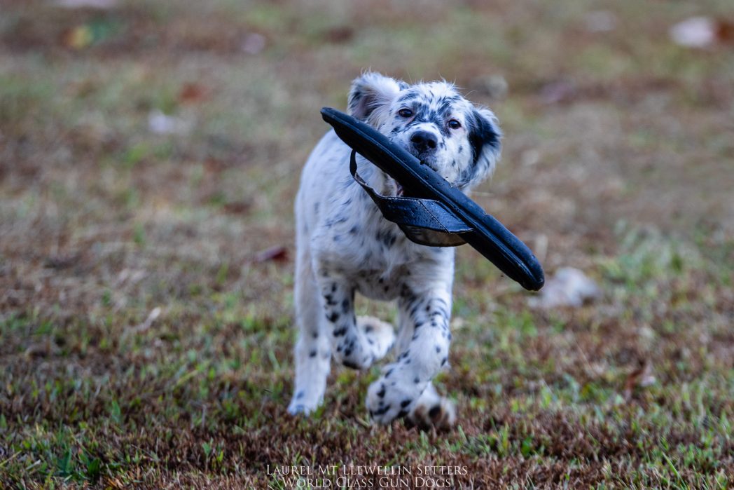 Laurel Mt Llewellin Setter Puppy, Nova