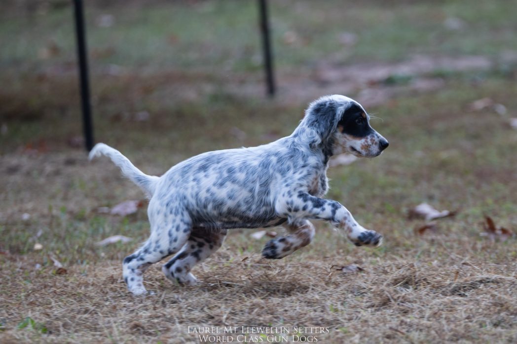 Laurel Mt Llewellin Setter Puppy, Aspen