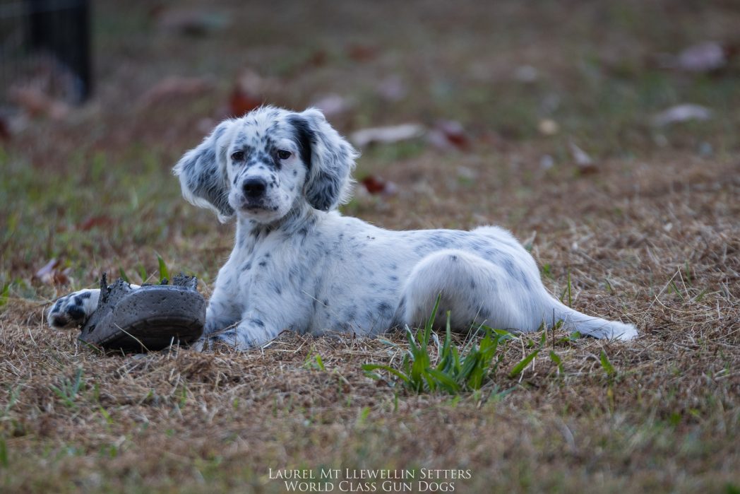 Laurel Mt Llewellin Setter Puppy, Nova.