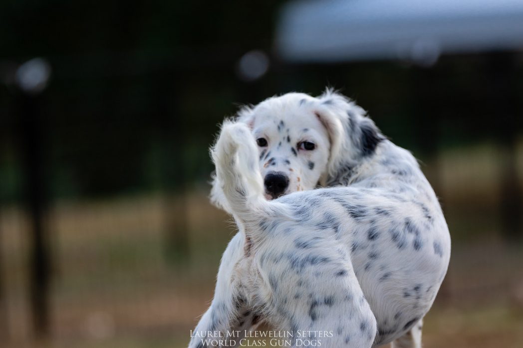 Laurel Mt Llewellin Setter Puppy, Hope