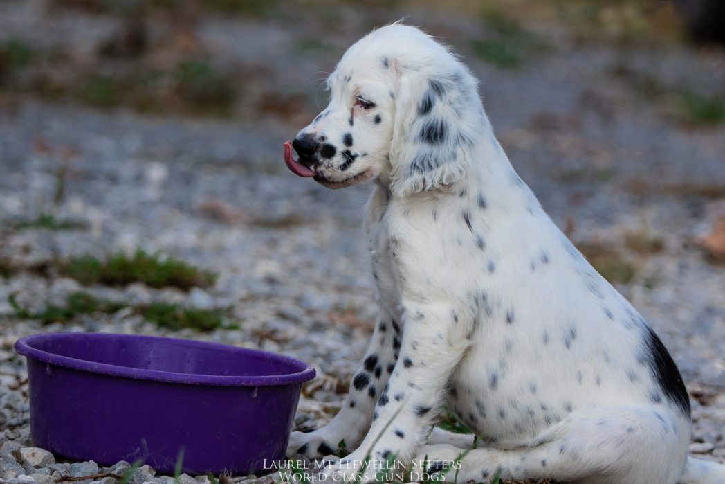 the stunning Laurel Mt Llewellin Setter Puppy, Neo