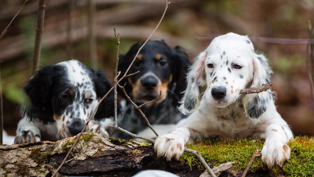 Fun with amazing Laurel Mt Llewellin Setter Puppies!