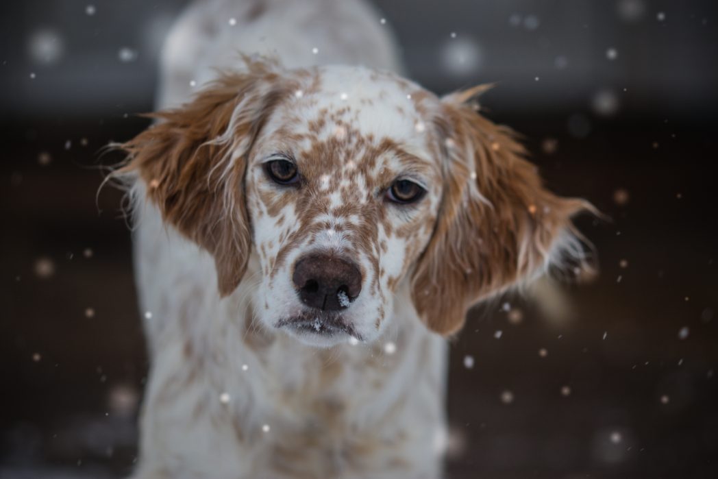 Bibi, female Llewellin Setter, out of Santana by Ranger.