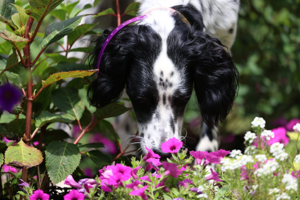 Totem, a Llewellin Setter in the flower garden.