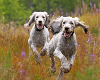 Llewellin Setter Pups Running