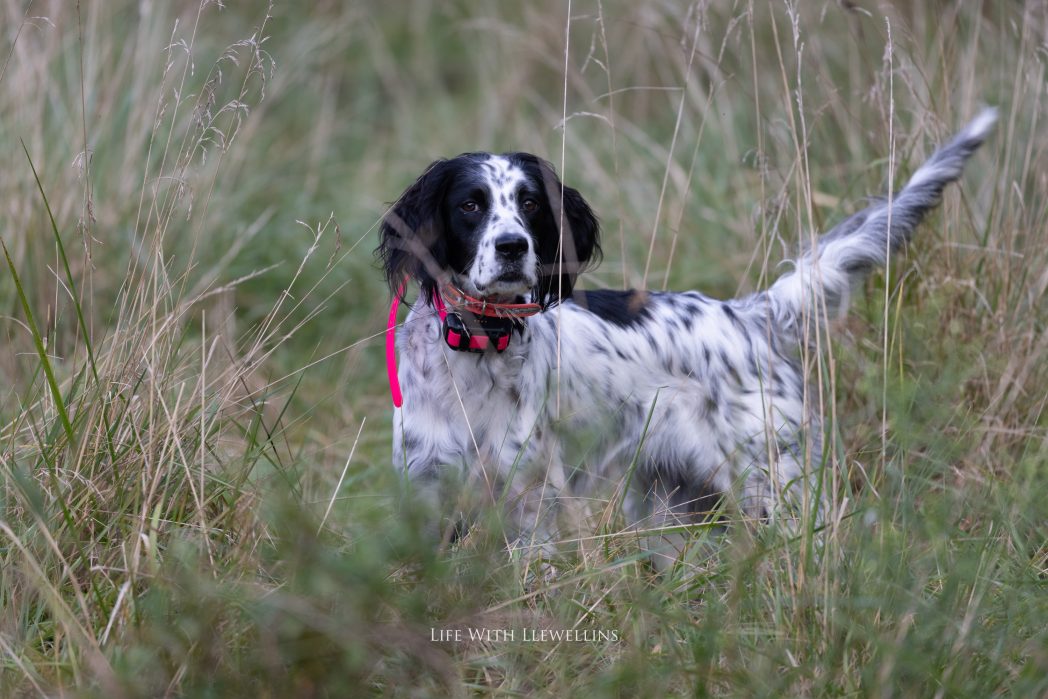 Totem, a fine Laurel Mt Llewellin Setter