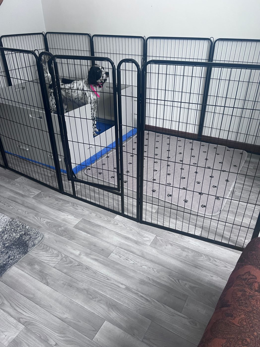 LML New Puppy Whelping Room