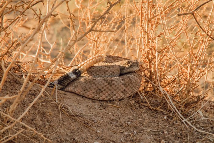 rattlesnake among branches