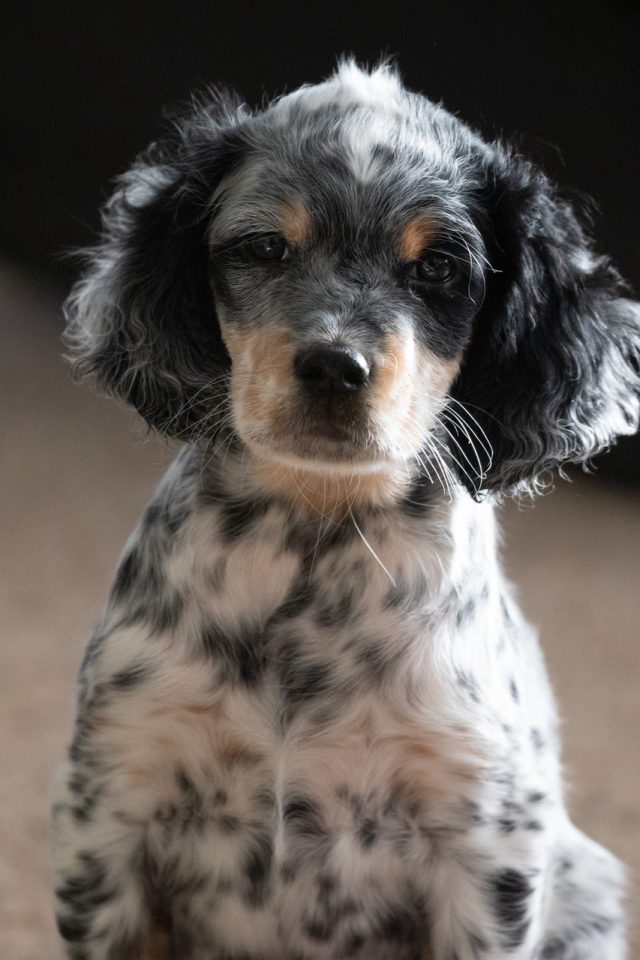 A beautiful Laurel Mountain Llewellin Setter Puppy out of Totem, sired by DIllan. 