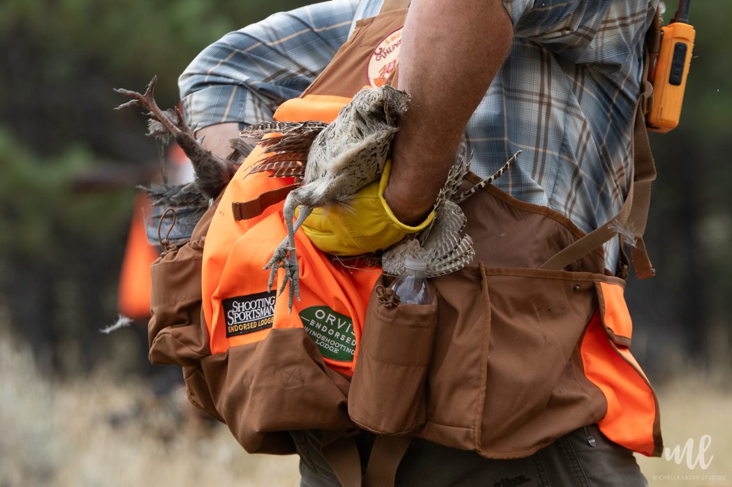 An upland hunt guide stuffing birds in his hunt vest.
