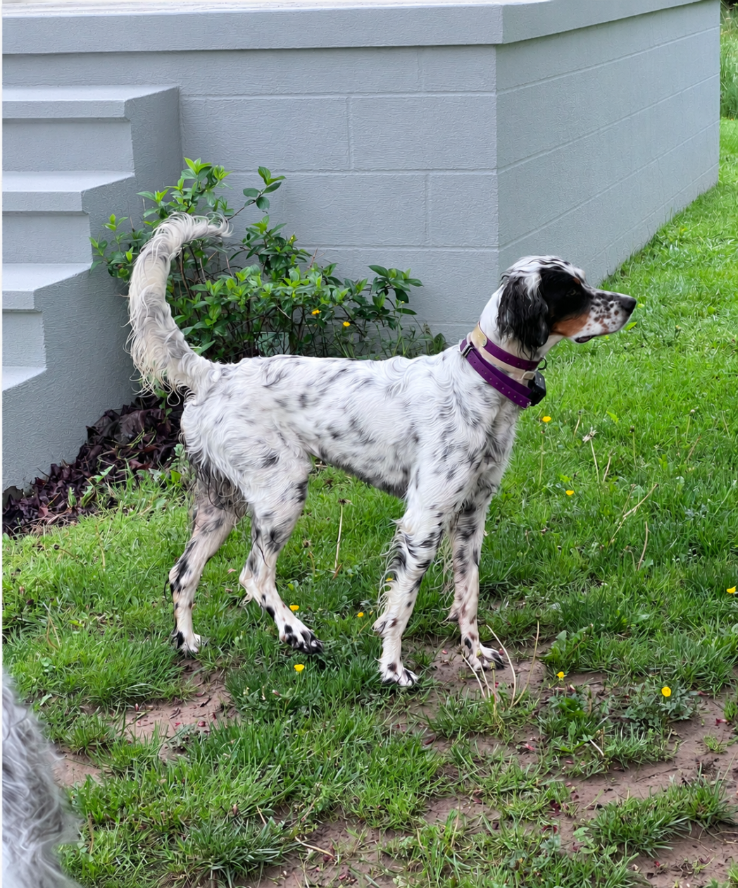 Phoenix of Laurel Mountain Llewellin Setters